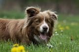 BORDER COLLIE 997